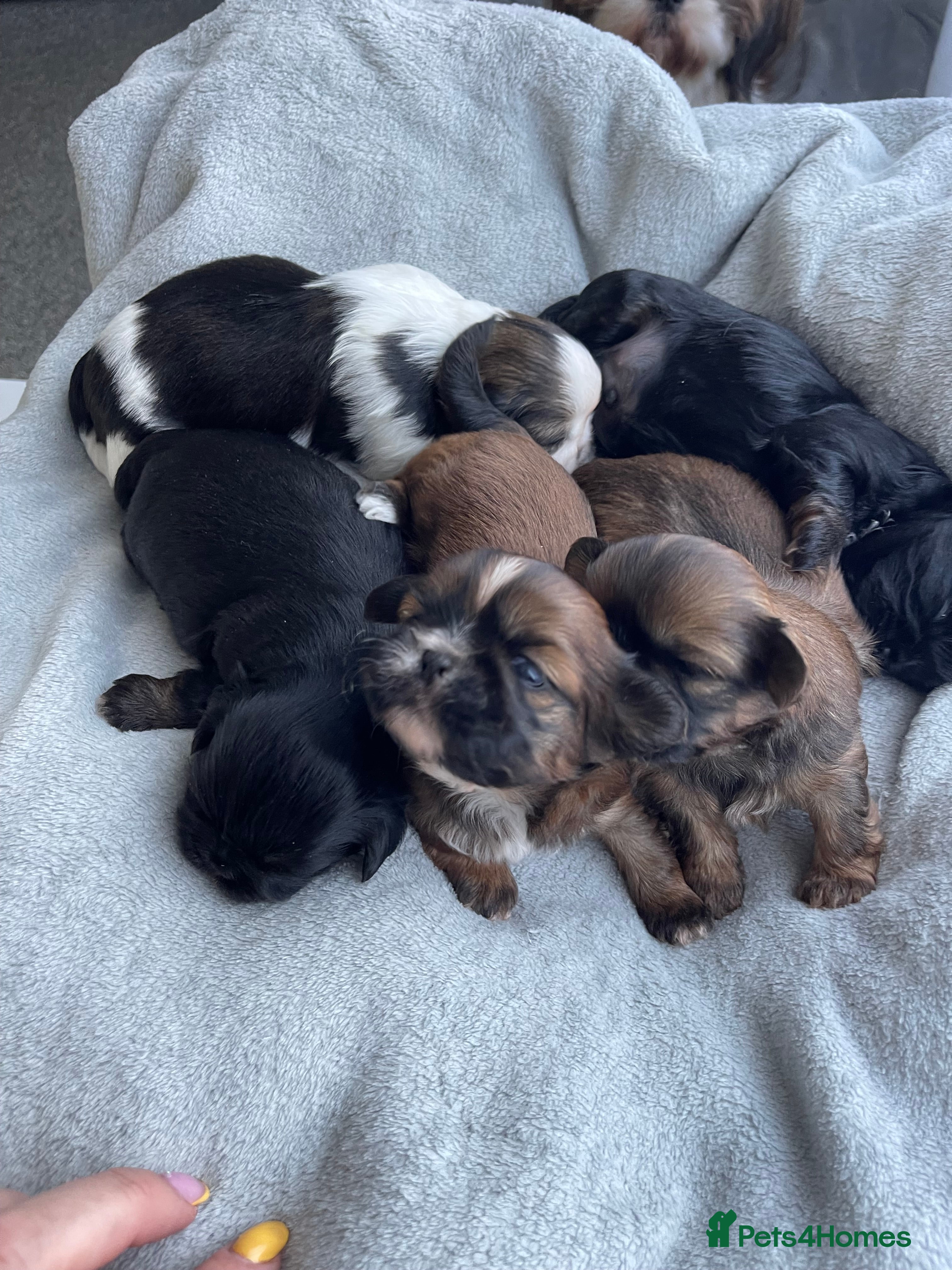 Shih Tzu dogs Imperial Shih Tzu babies  - Advert 1