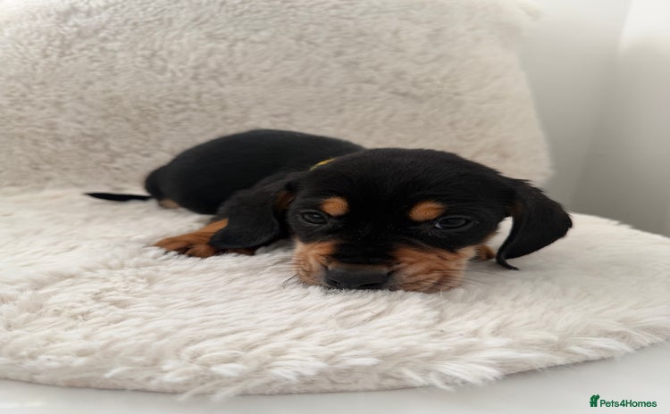 Mixed Breed dogs Dockers/Doxie LAST BOY**dachshund/spaniel puppy - Advert 8