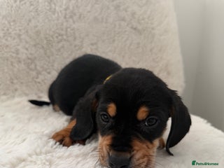 Mixed Breed dogs Dockers/Doxie LAST BOY**dachshund/spaniel puppy - Advert 4