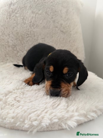 Mixed Breed dogs Dockers/Doxie LAST BOY**dachshund/spaniel puppy - Advert 8