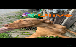 Hungarian Vizsla dogs for sale: Adult Hungarian vizslas 1 male 3 female  - Image 3