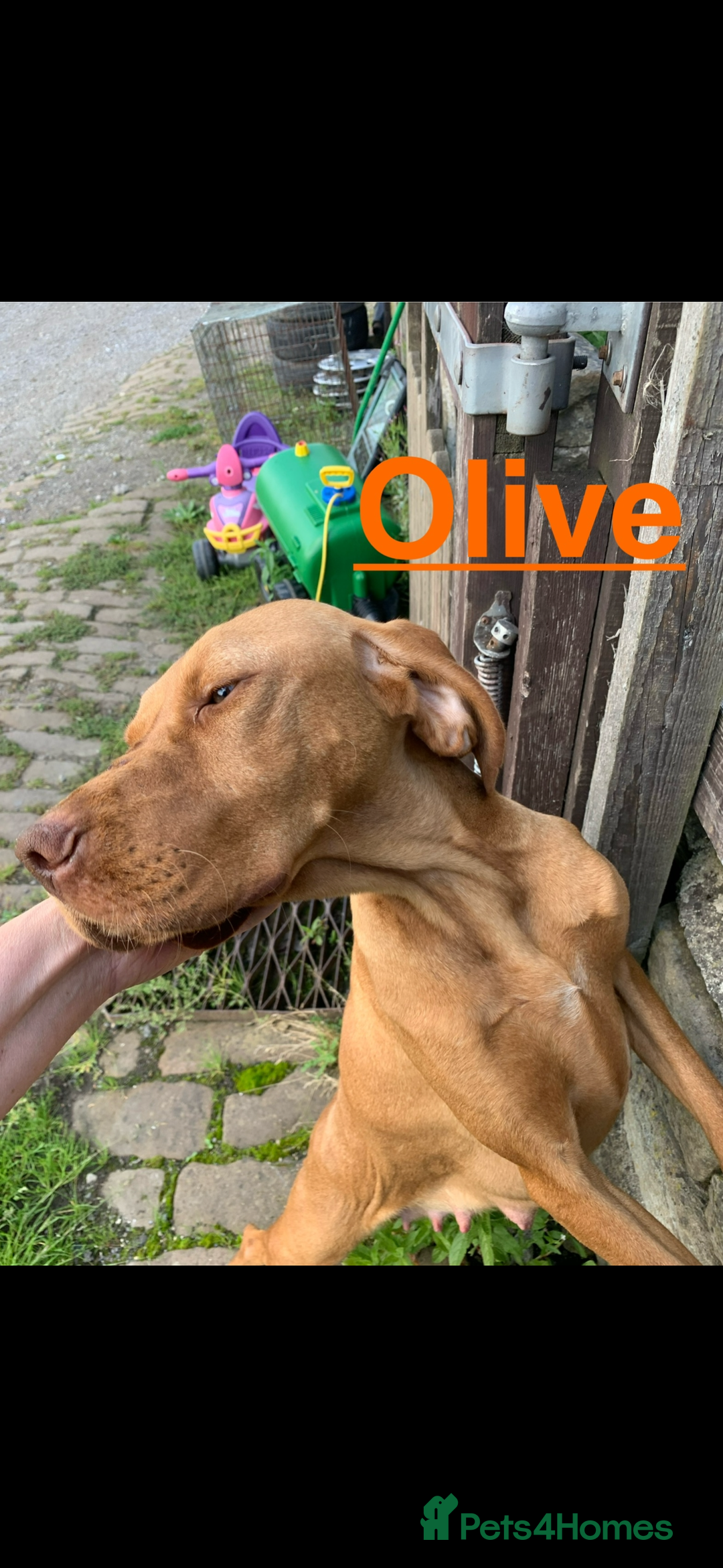Hungarian Vizsla dogs for sale: Adult Hungarian vizslas 1 male 3 female  - Image 3