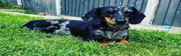 Miniature Dachshund dogs for sale: KC Registered miniature dachshund puppies  in Wrexham - Advert 1