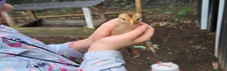Chickens poultry for sale: Fertile Micro Serama hatching eggs - Advert 11