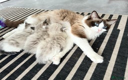 Ragdoll cats for sale: 🎀 RARE CHAMP BLOODLINE BI HIGH WHITE RAGDOLLS 🎀 - Image 16