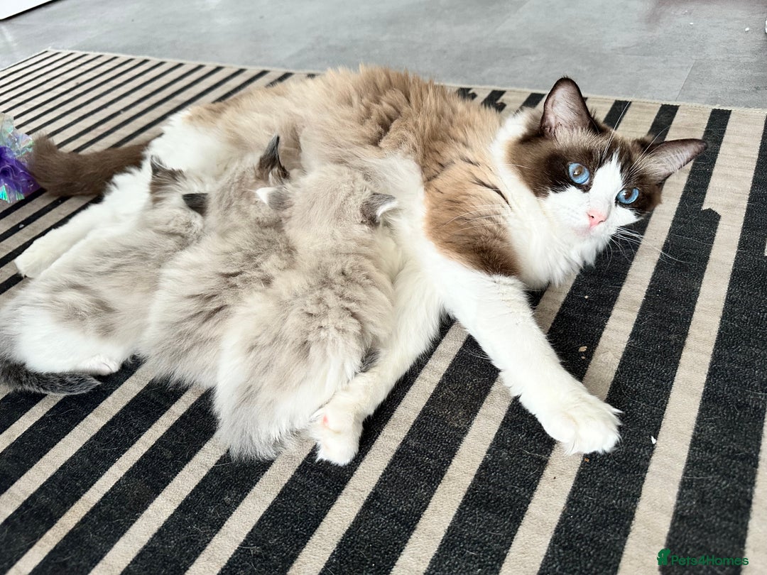 Ragdoll cats for sale: 🎀 RARE CHAMP BLOODLINE BI HIGH WHITE RAGDOLLS 🎀 - Image 16