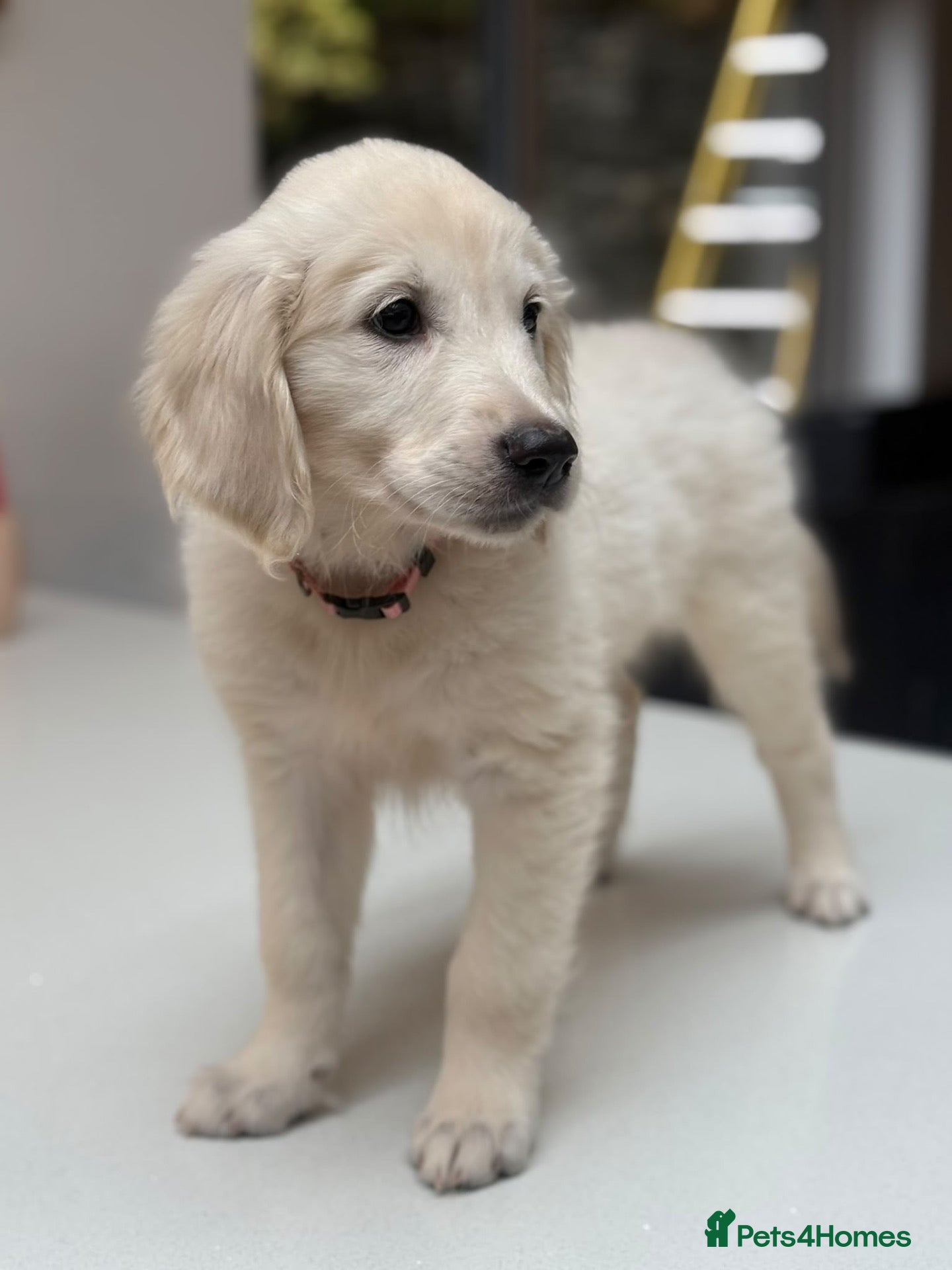 Golden Retriever dogs Behaviourist raised KC Reg Golden Retriever Pups - Advert 1