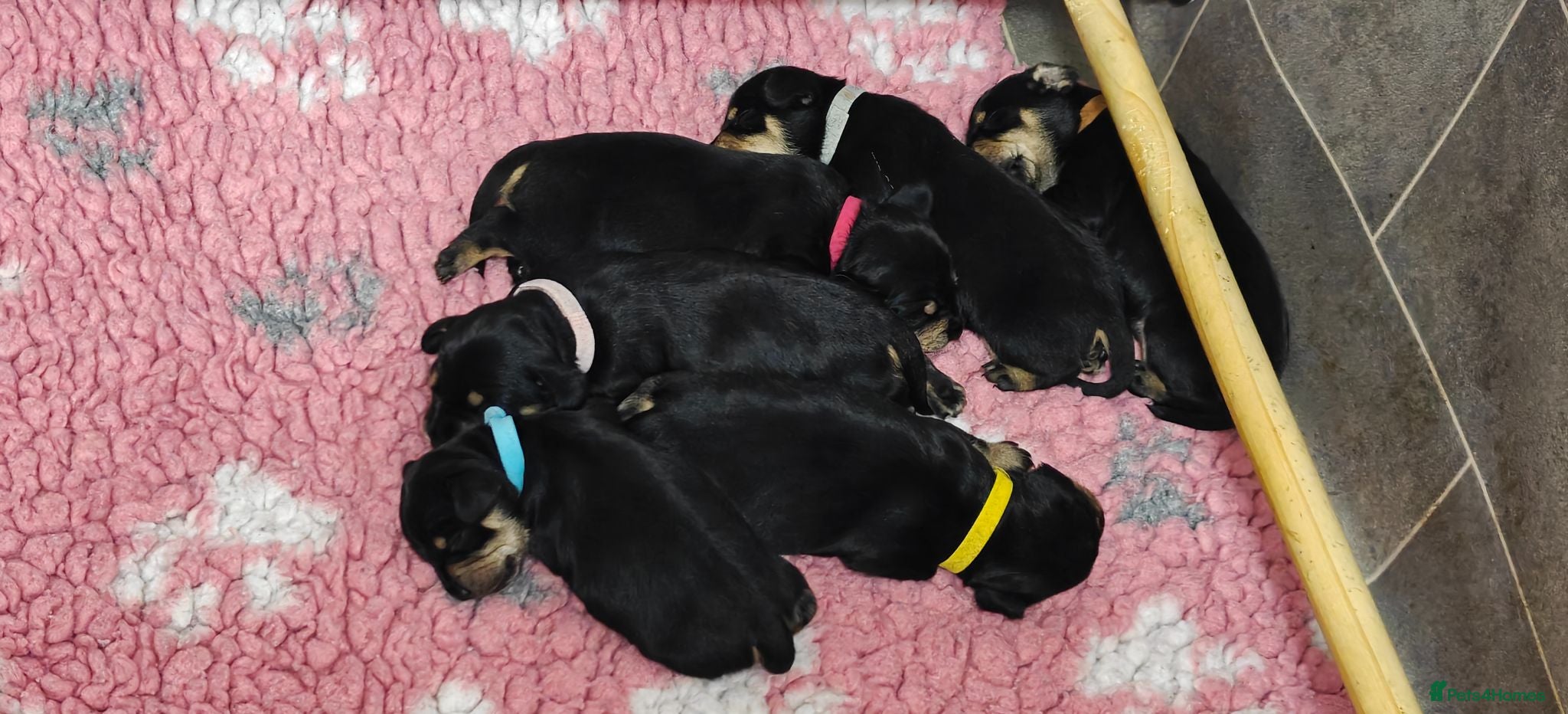 Mixed Breed dogs Mini Schnauzer X Mini Daschund puppies  - Advert 2