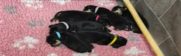 Mixed Breed dogs for sale: Schnoxie puppies  - Advert 15