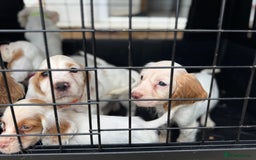 Cocker Spaniel dogs for sale: Cocker Spaniel Puppies (10 weeks - Ready to go) - Image 22