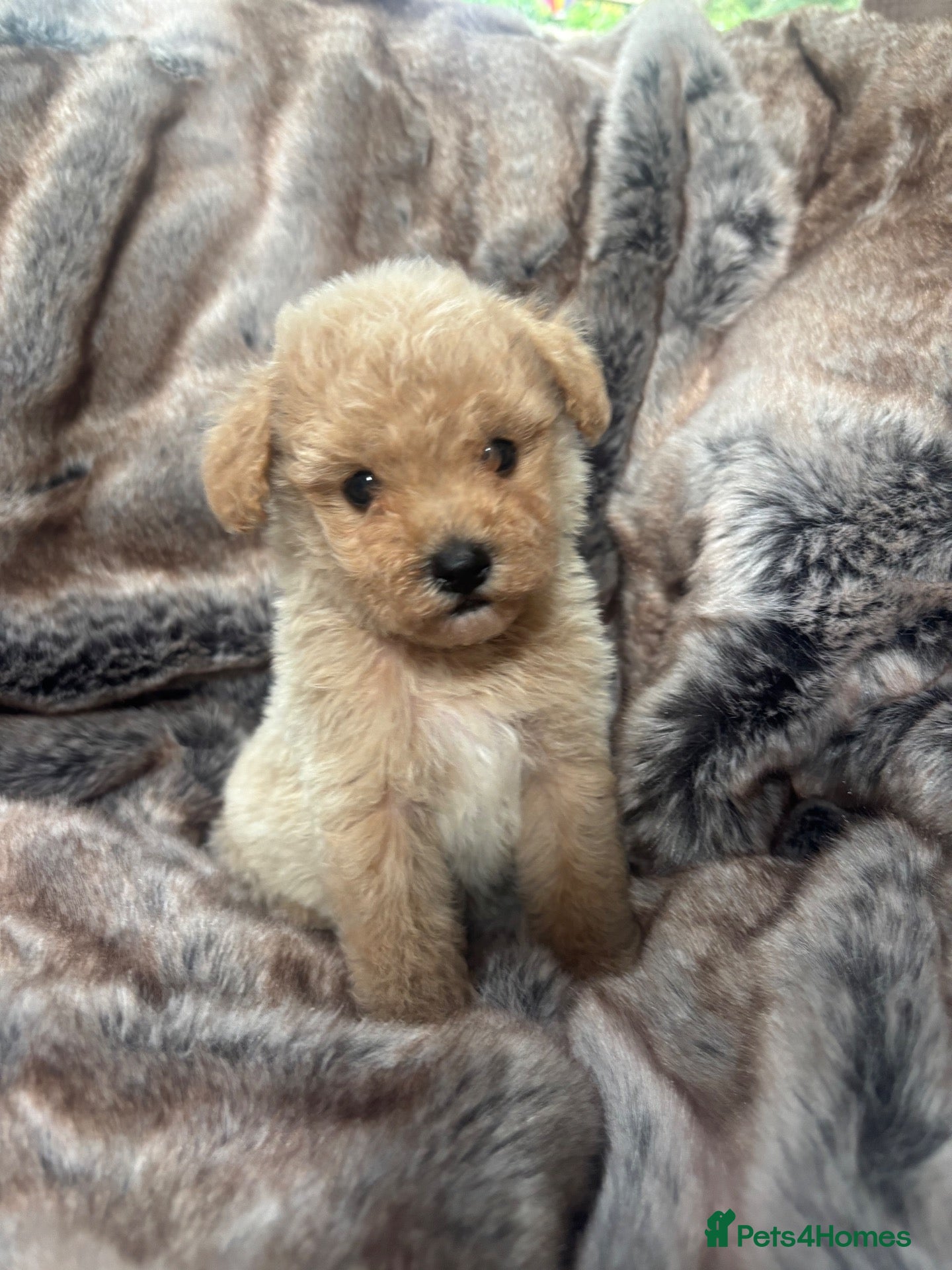Poochon dogs for sale: Health tested Poochons Unique Colours inc Merle - Advert 1