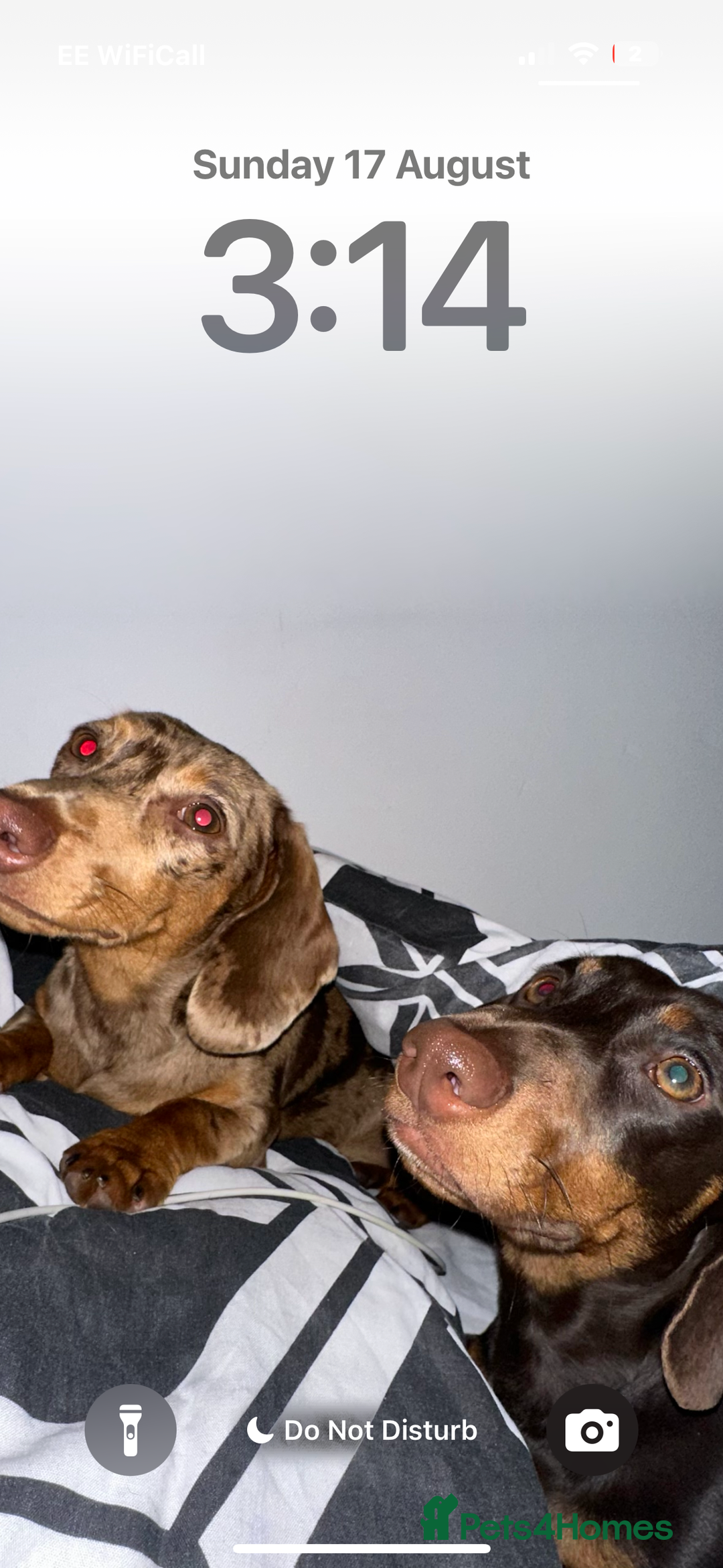 Miniature Dachshund dogs for sale: 1 male miniature dachshund  - Image 4