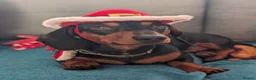 Miniature Dachshund dogs for stud: Beautiful KC registered Mini Dachshund.  in Deeside - Advert 7