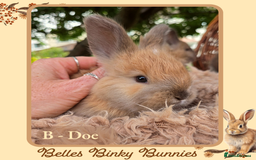 Angora rabbits for sale: 🧡 Pure Bred Angora Babies 🧡 For Reserve - Image 13