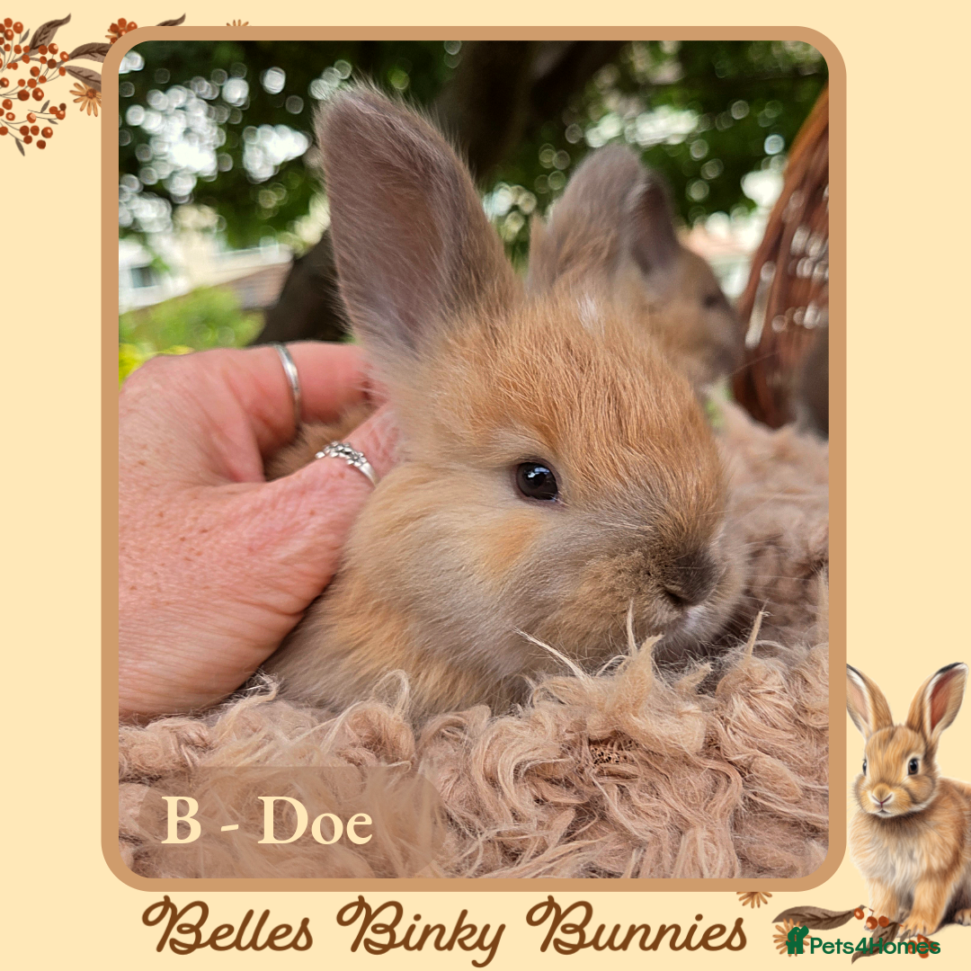 Angora rabbits for sale: 🧡 Pure Bred Angora Babies 🧡 For Reserve - Image 13