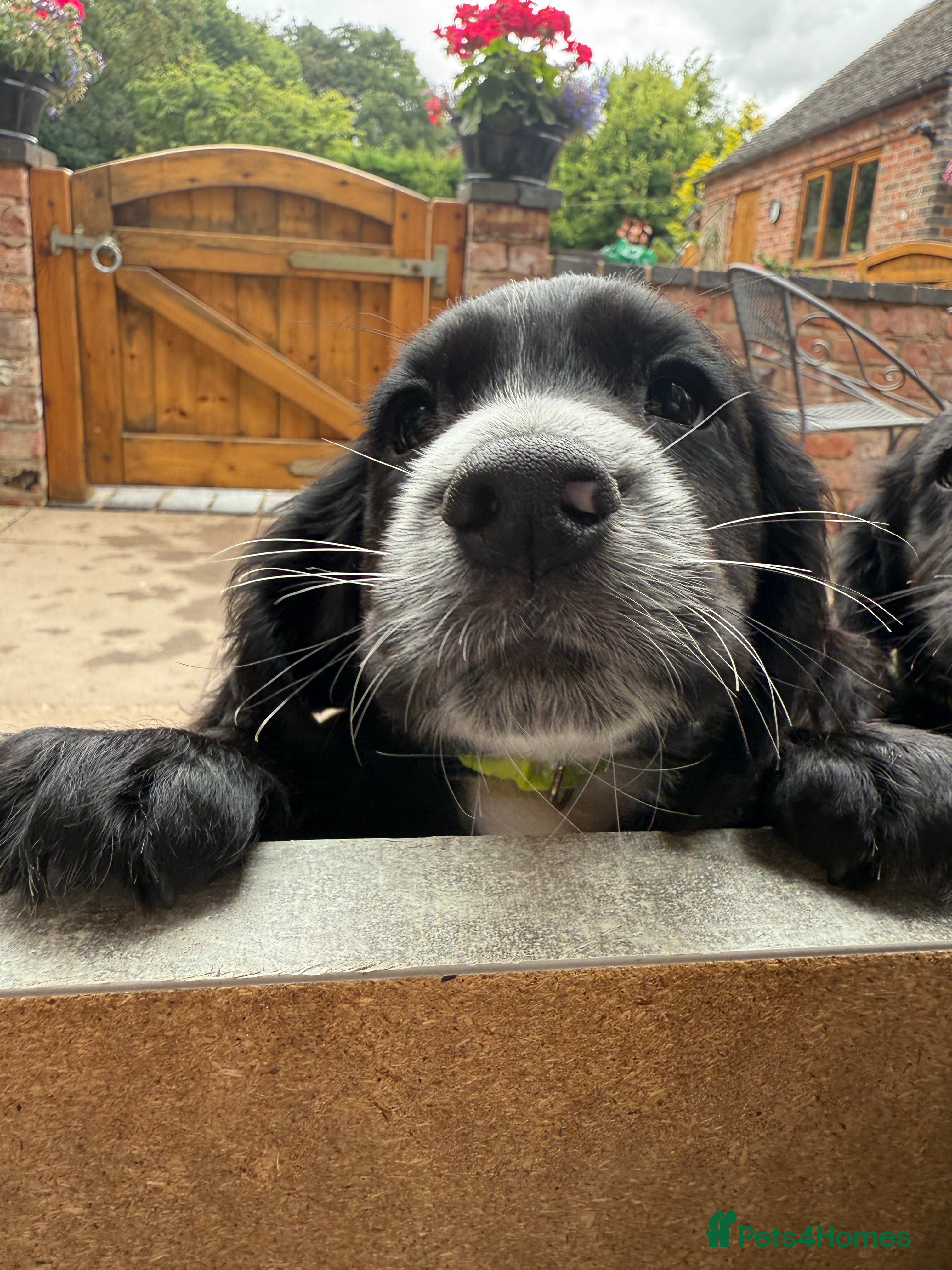 Cocker Spaniel dogs KC Registered Cocker Spaniel Puppies - Advert 2