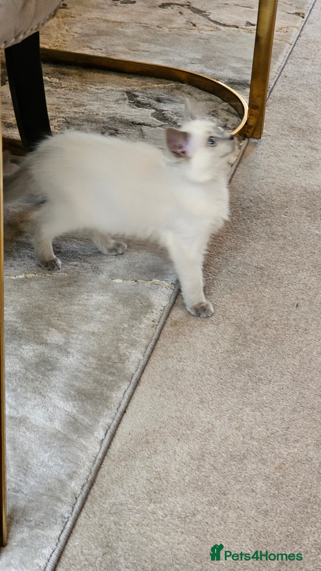 Ragdoll cats for sale: Champion dad Pedigree ragdolls GCCF  - Image 19