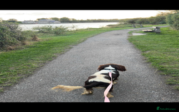 Cocker Spaniel dogs for sale: Cocker spaniel - Advert 4