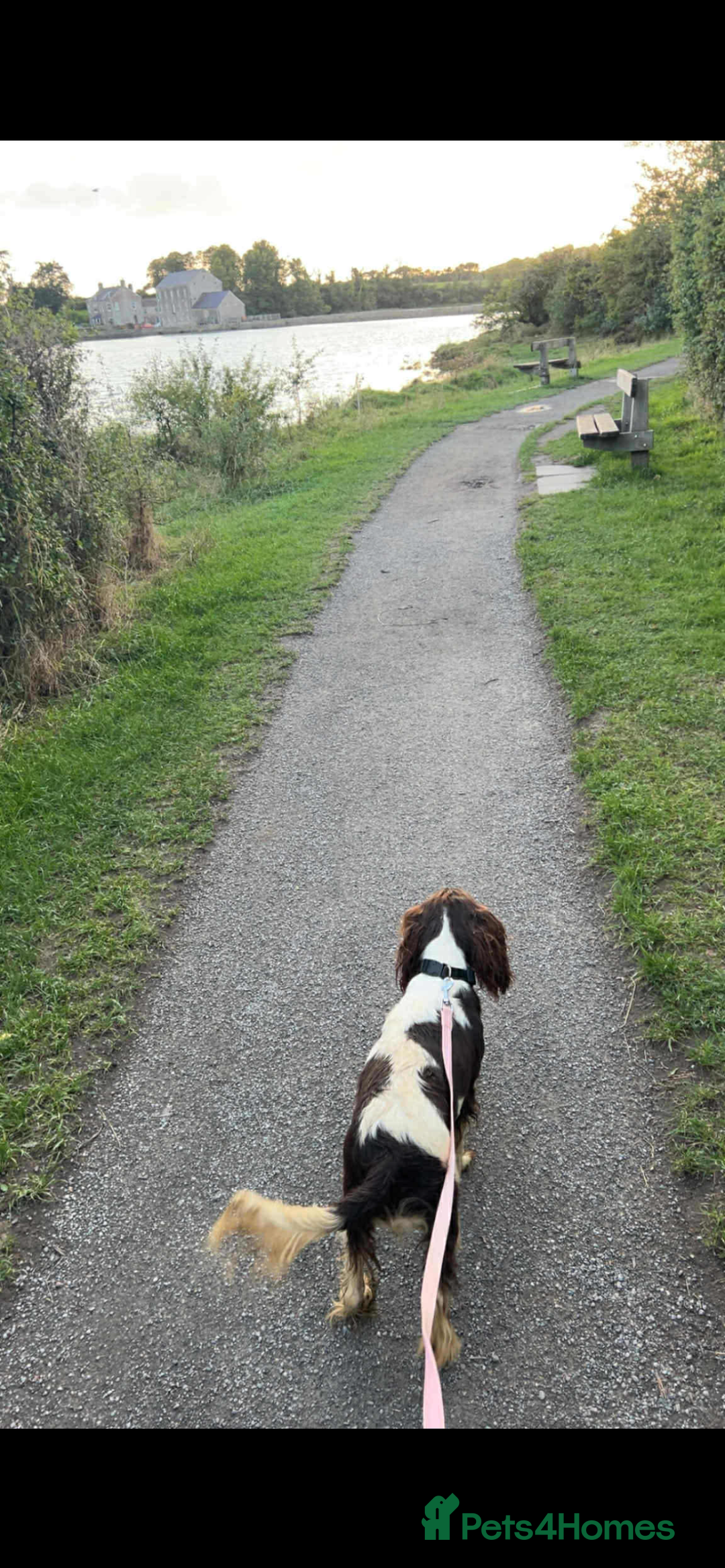 Cocker Spaniel dogs for sale: Cocker spaniel - Advert 4