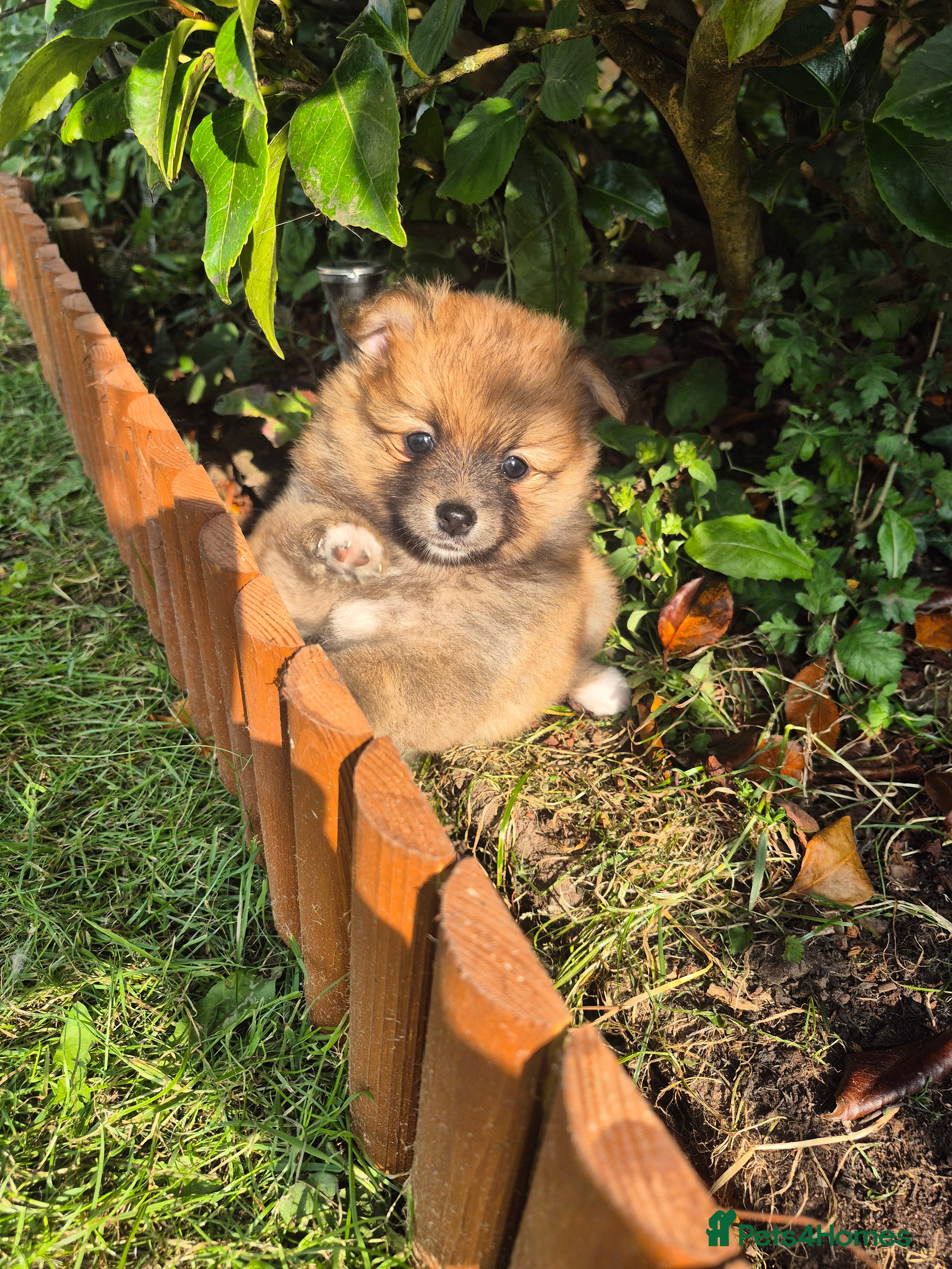 Pomeranian dogs 3 Pomeranian Female Puppies Available  - Advert 2
