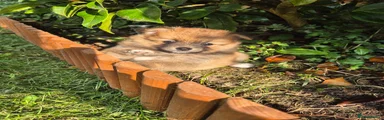 Pomeranian 4 - Available