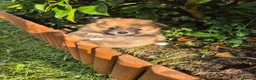 Pomeranian dogs for sale: Beautiful Pomeranian Puppy Available Now - Advert 10