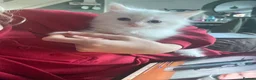 Ragdoll cats for sale: Stunning Ragdoll Kittens  - Advert 10