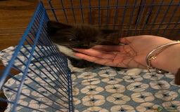 Mixed Breed cats for sale: 3 baby boys looking for their new homes , 4 weeks  - Image 4