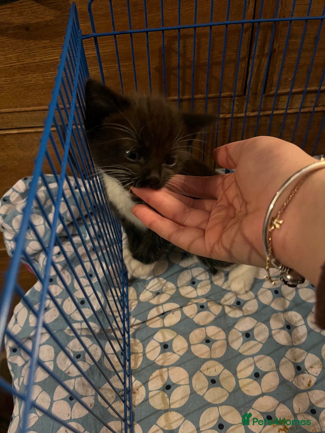 Mixed Breed cats for sale: 3 baby boys looking for their new homes , 4 weeks  - Image 4