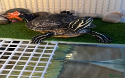 Turtle reptiles for sale: Two cutie turtle, free. Looking for a new family  - Image 6