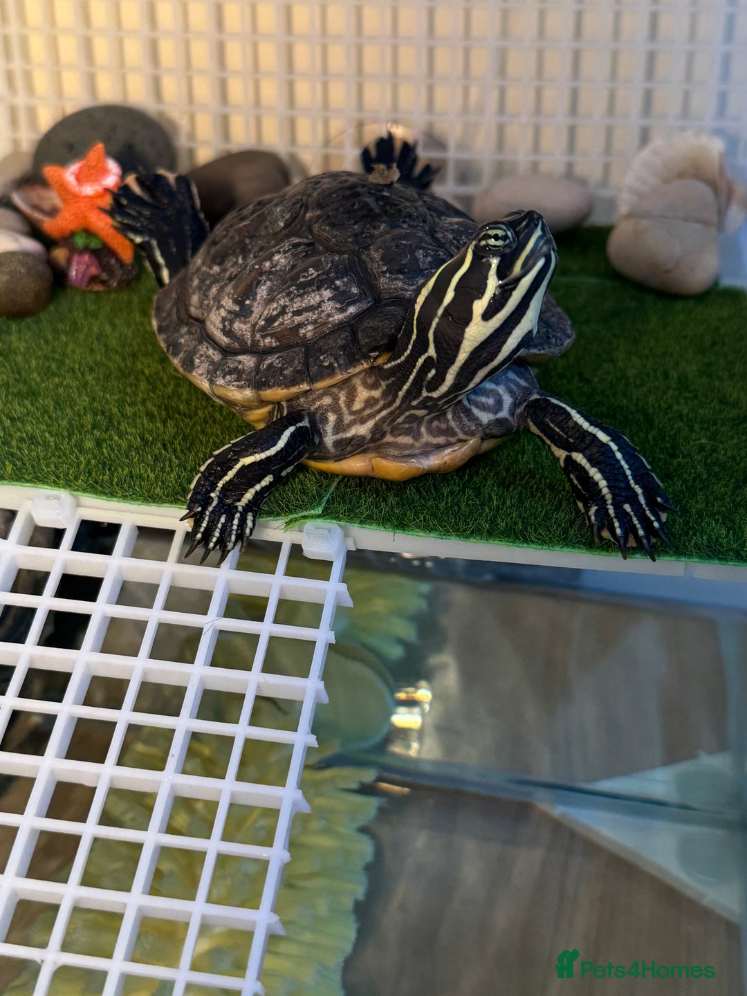 Turtle reptiles for sale: Two cutie turtle, free. Looking for a new family  - Image 6