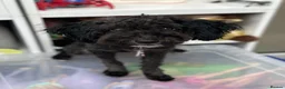 Toy Poodle dogs for sale: Little toy poodle  - Advert 9