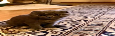 Scottish folded Kitten 2