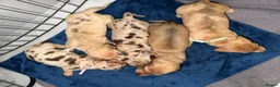 Miniature Dachshund dogs for sale: Isabella & cream dapple puppies  in Barnsley - Advert 6