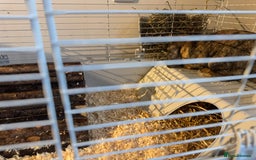 Alaska rabbits for sale: Rabbit for sale - Image 6