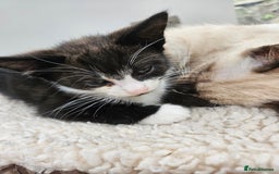 British Shorthair cats for sale: Mother and 2 kitten  for sale  - Image 4