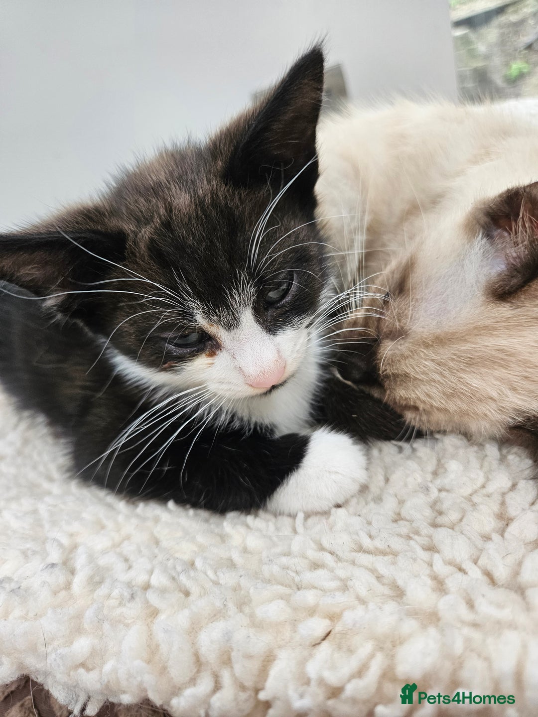 British Shorthair cats for sale: Mother and 2 kitten  for sale  - Image 4