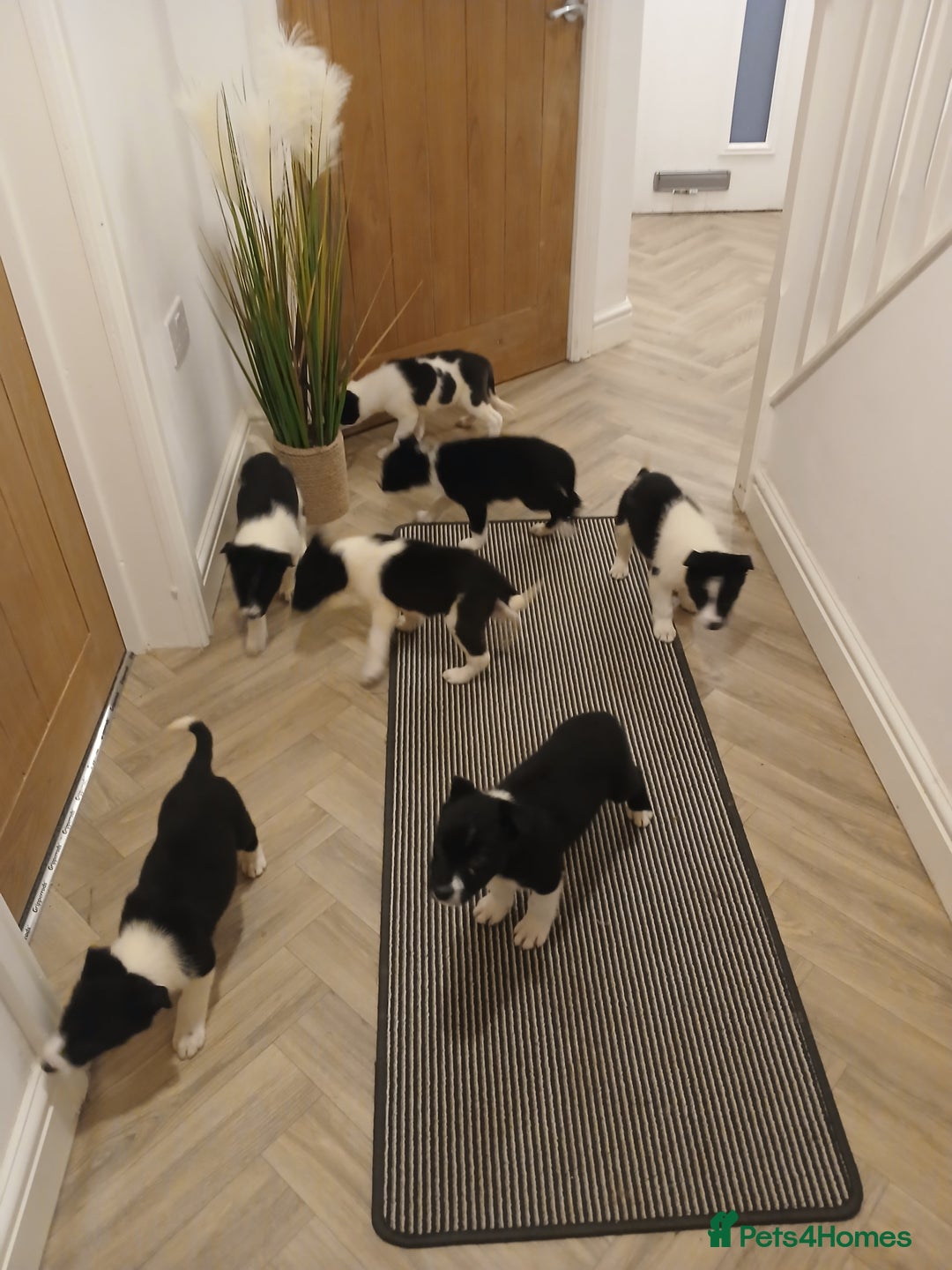 Border Collie dogs for sale: Border collie poppies  - Advert 15