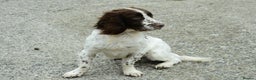 English Springer Spaniel dogs for stud: Working English Springer Spaniel for Stud in Barnstaple - Advert 4