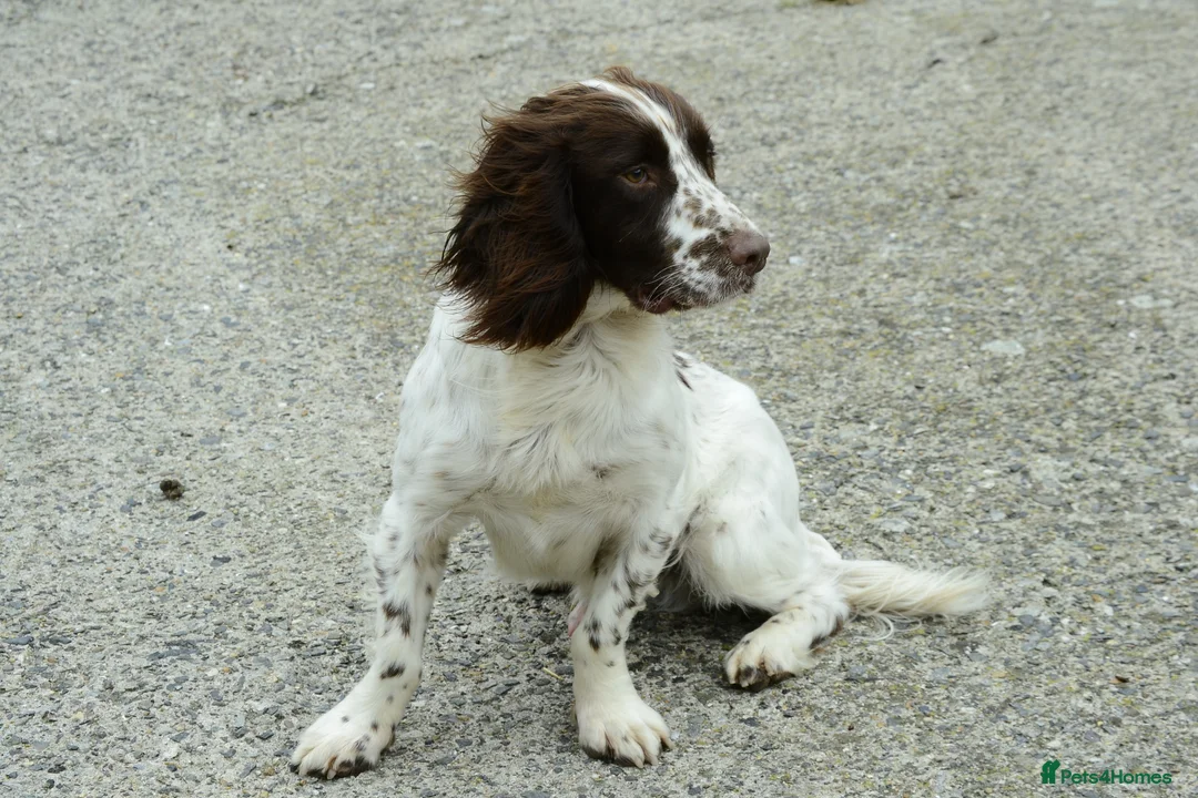 English Springer Spaniel dogs for stud: Working English Springer Spaniel for Stud in Barnstaple - Advert 4