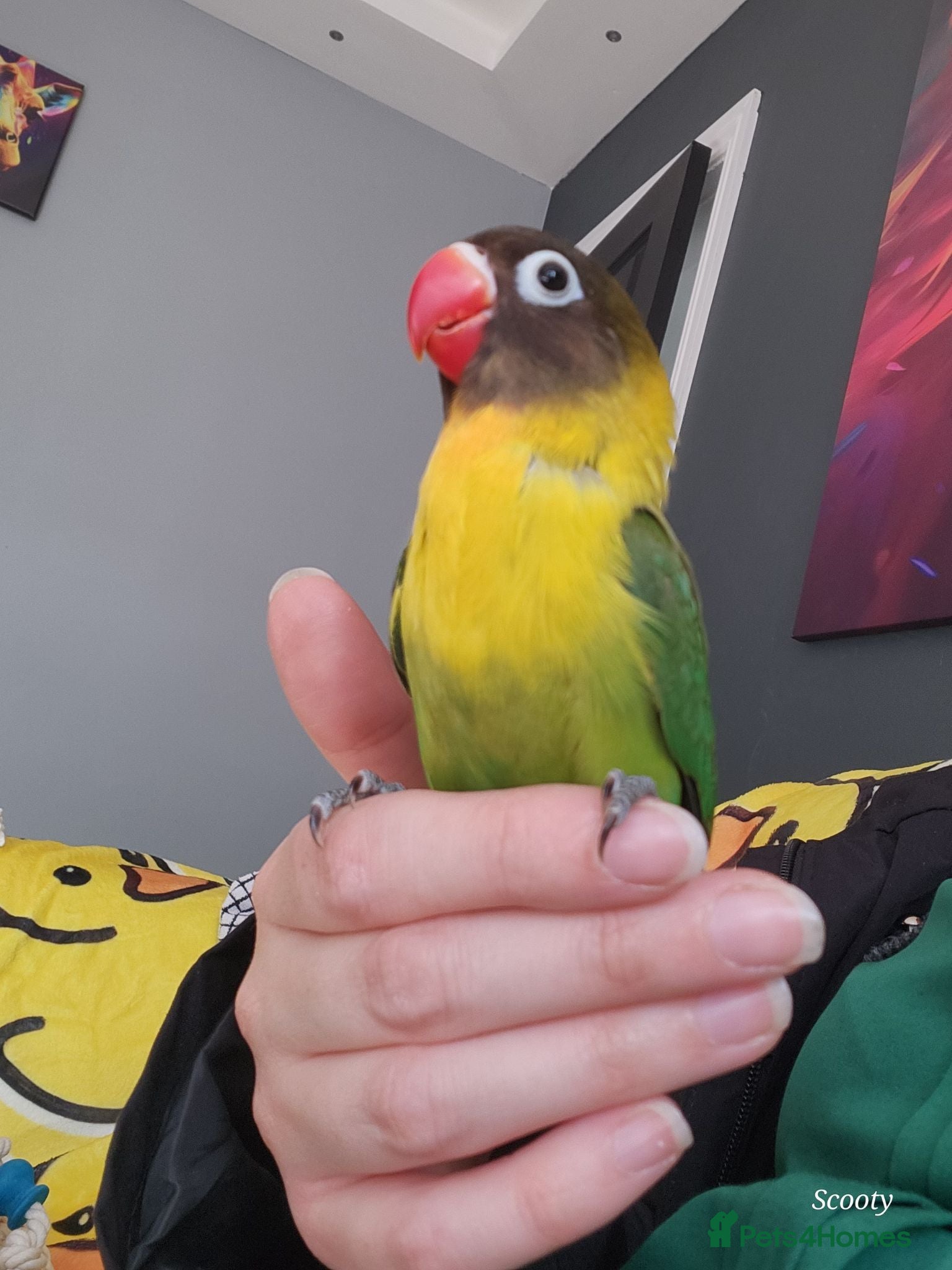 Lovebirds birds Gorgeous little lovebird ready for new home - Advert 4