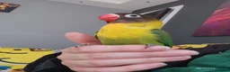 Lovebirds birds for sale: Gorgeous little lovebird ready for new home - Advert 1