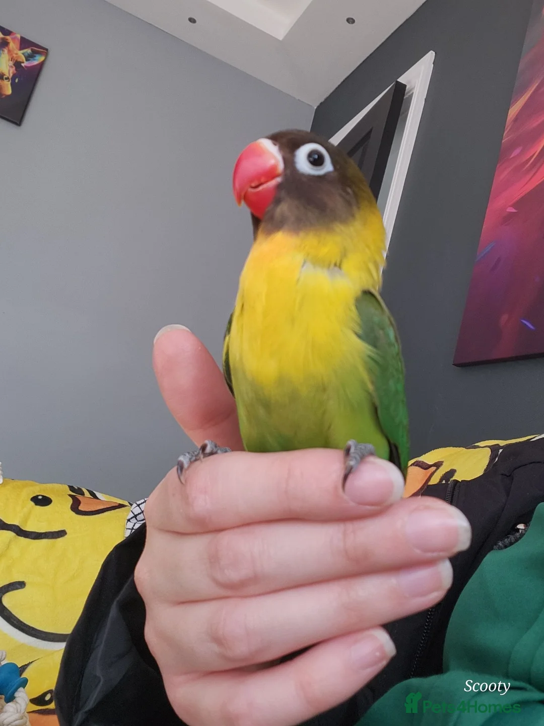 Lovebirds birds for sale: Gorgeous little lovebird ready for new home - Advert 1