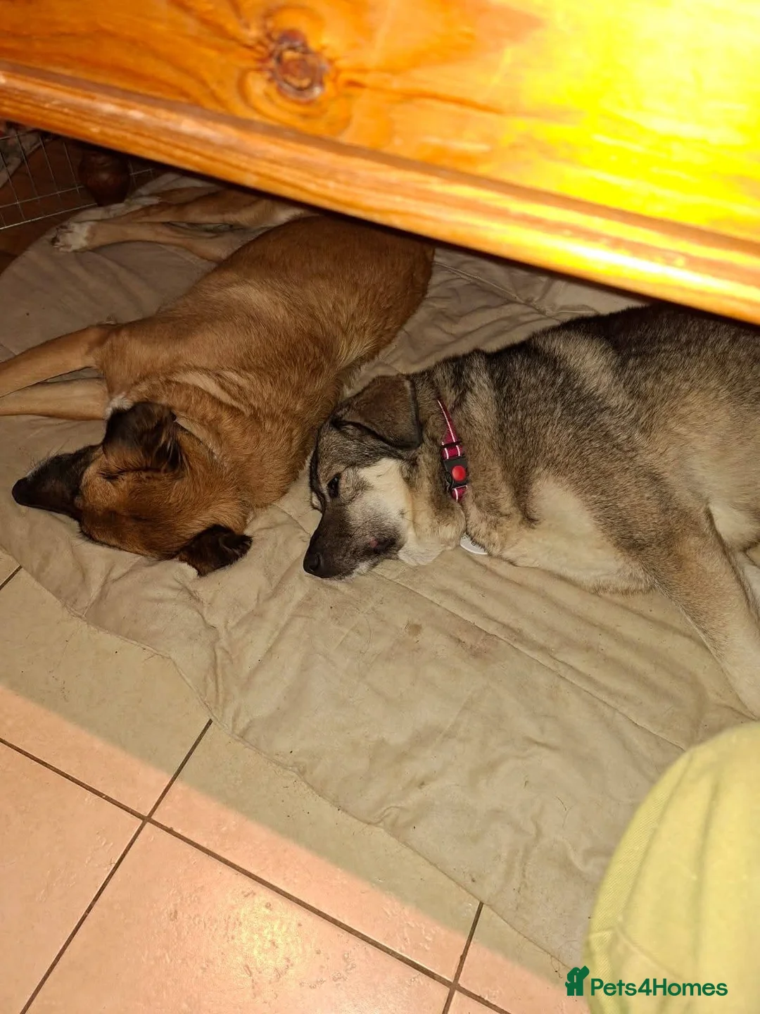 Mixed Breed dogs for adoption: Meet Zena,currently residing in Carmarthenshire  in Carmarthen - Advert 7