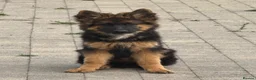German Shepherd dogs for sale: Pure German Shepherd ready to move at a new home - Advert 4