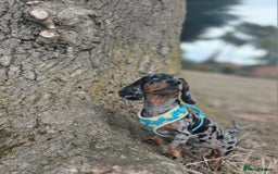 Dachshund dogs for sale: Dachshund 4 month old  - Image 2