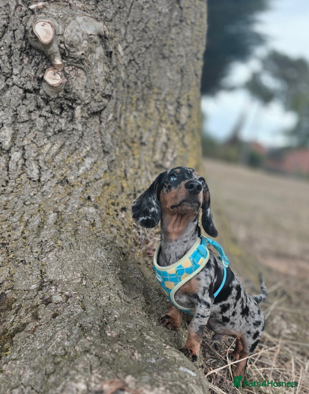 Dachshund dogs for sale: Dachshund 4 month old  - Image 2
