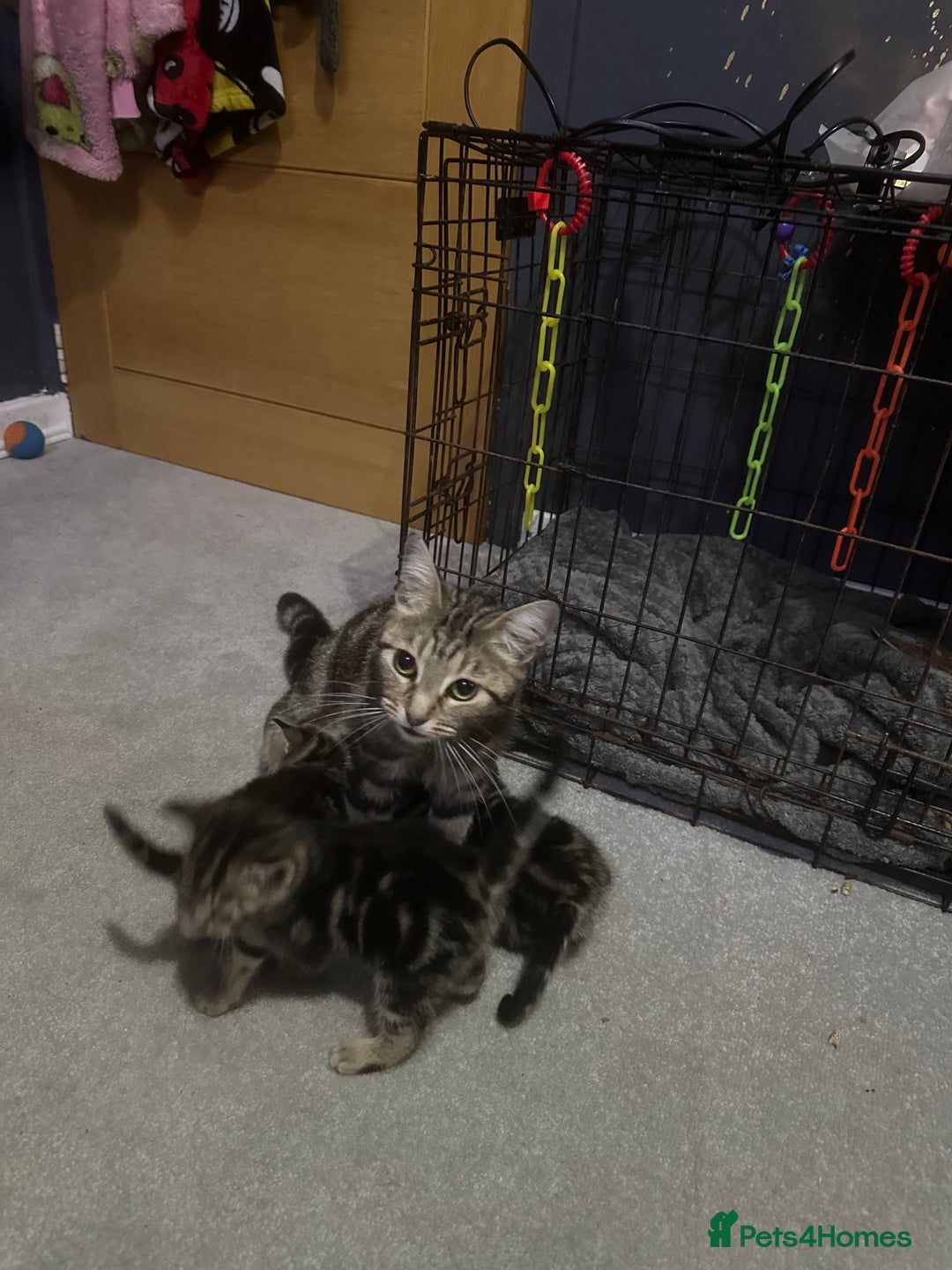 Mixed Breed cats for sale: 2 male kittens  - Advert 9