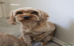 Cavapoo dogs for sale: Adorable F1b Cavapoo Puppies Ready from 20th Sept - Image 23