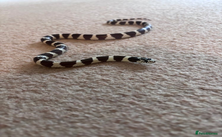 King Snake reptiles - Advert 1